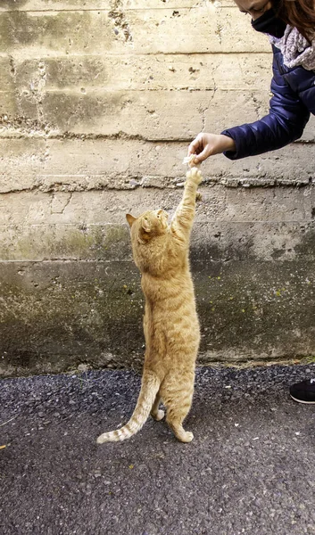 Sokaktaki terk edilmiş hayvanlara bakım ve beslenme detayları.
