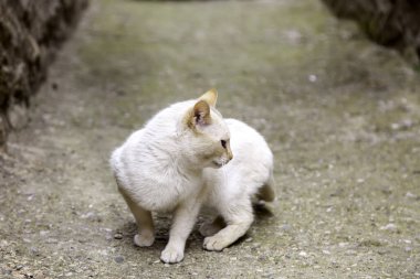 Terk edilmiş kedi, özgür hayvanlar, memeliler, evcil hayvanlar.