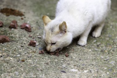Sokakta yemek yiyen sokak kedileri, terk edilmiş hayvanların detayları.