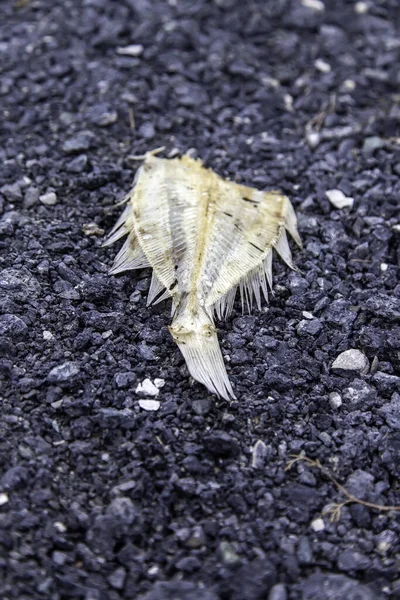 Detail Dried Spoiled Fish — Stock Photo, Image