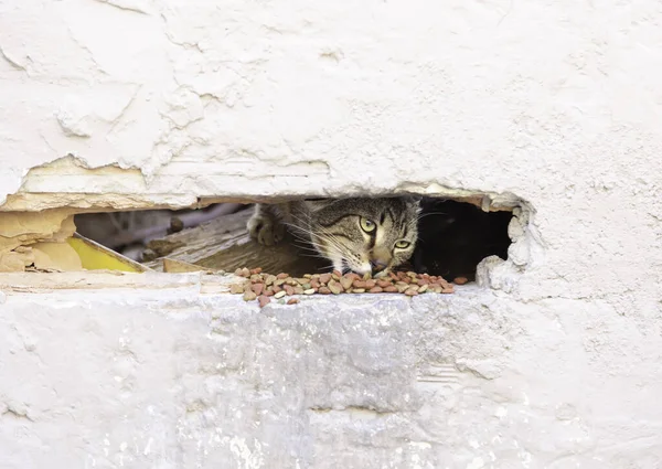 Detalhe Animais Vadios Selvagens — Fotografia de Stock