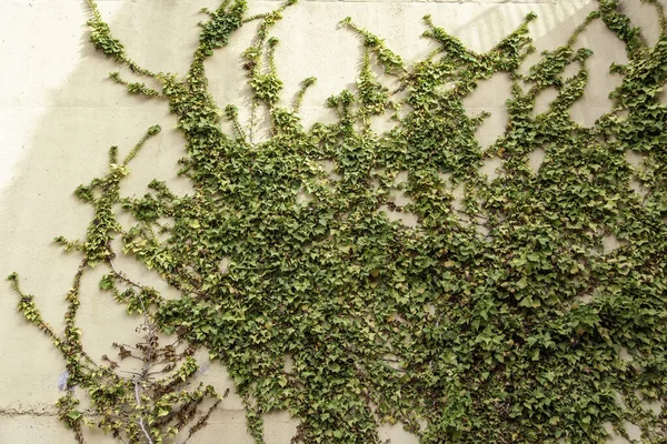 Detail Einer Wildpflanze Die Einer Wand Wächst — Stockfoto