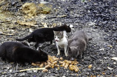 Sokakta yemek yiyen sokak kedileri, terk edilmiş hayvanların detayları.