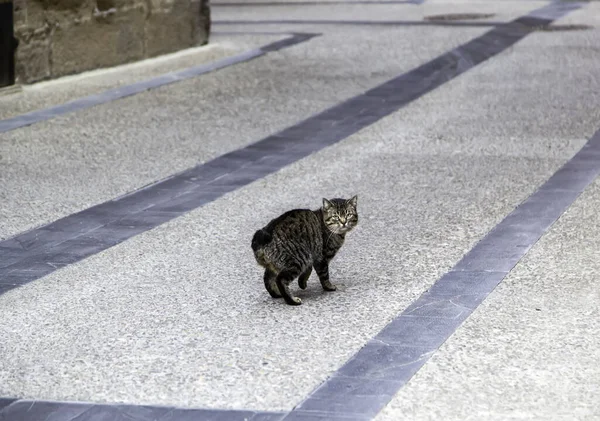 Graue Katzen Auf Der Straße Ausgesetzt Auf Der Suche Nach — Stockfoto