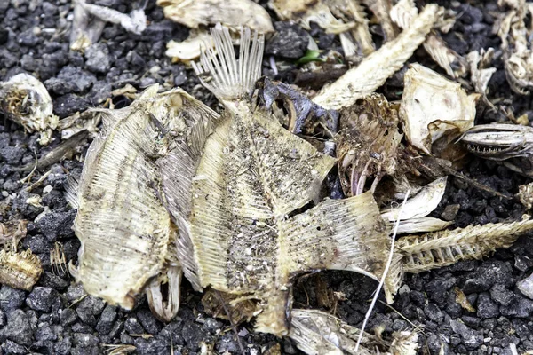 Rauw Visbeen Straat Visboer Dieren Voedsel — Stockfoto