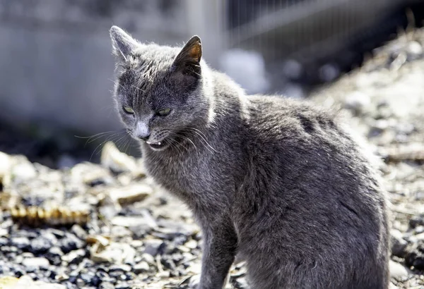 Gray cats abandoned in the street looking for food, domestic mammal animal