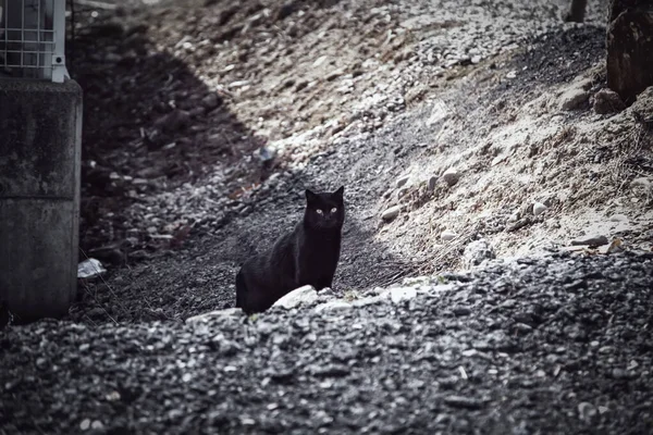 Чорний Кіт Міській Вулиці Домашні Покинуті Тварини Домашні Тварини — стокове фото