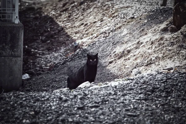 Gato Preto Rua Urbana Animais Domésticos Abandonados Animais Estimação — Fotografia de Stock