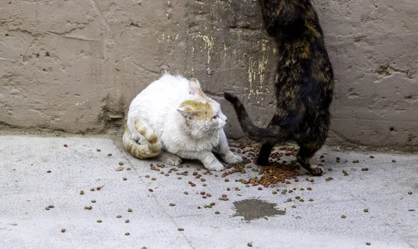 Gatos Callejeros Comiendo Calle Detalle Animales Abandonados — Foto de Stock