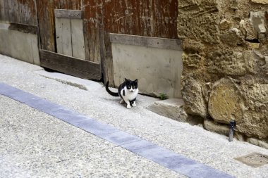 Terk edilmiş kedi, özgür hayvanlar, memeliler, evcil hayvanlar.
