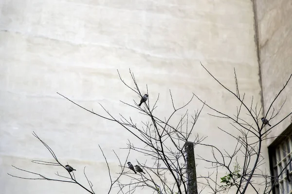 Λεπτομέρεια Άγριων Πτηνών Σκαρφαλωμένων Ξερό Δέντρο — Φωτογραφία Αρχείου