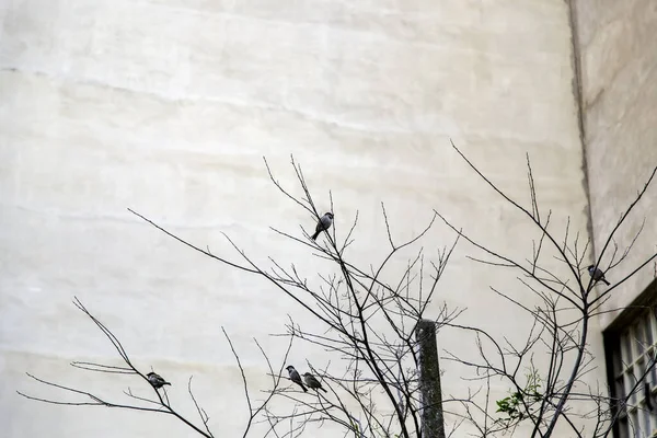 Détail Des Oiseaux Sauvages Perchés Sur Arbre Sec — Photo