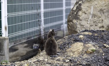 Gri sokak kedisi, evcil hayvanlar ve evcil hayvanlar, memeliler