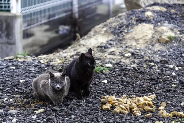 Chat Gris Errant Animaux Domestiques Animaux Domestiques Mammifères — Photo