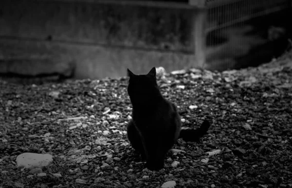 Gato Preto Rua Urbana Animais Domésticos Abandonados Animais Estimação — Fotografia de Stock