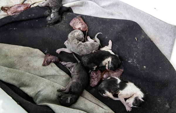 Cats Placenta Newborn Animals Parturition Reproduction — Stock Photo, Image