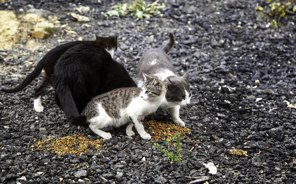 Бездомные Кошки Едят Улице Детали Брошенных Животных — стоковое фото