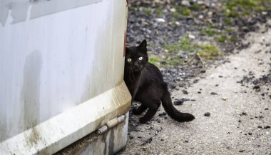 Şehir sokaklarında kara kedi, evcil hayvanlar, evcil hayvanlar.