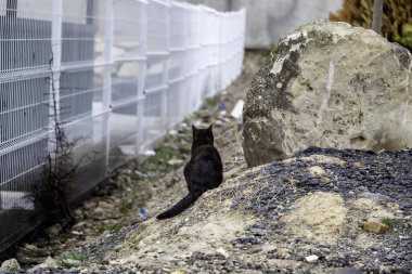 Şehir sokaklarında kara kedi, evcil hayvanlar, evcil hayvanlar.