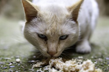 Sokakta yemek yiyen sokak kedileri, terk edilmiş hayvanların detayları.