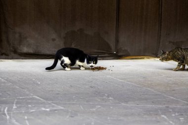 Sokakta yemek yiyen sokak kedileri, terk edilmiş hayvanların detayları.
