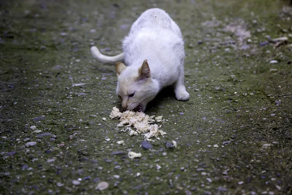 Stray cats eating in the street, detail of abandoned animals