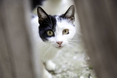 Terk edilmiş sokak kedileri, hayvan istismarı, üzüntü.
