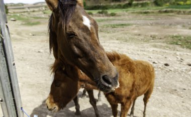 Ahırdaki komik atlar, vahşi memeliler, biniciler.