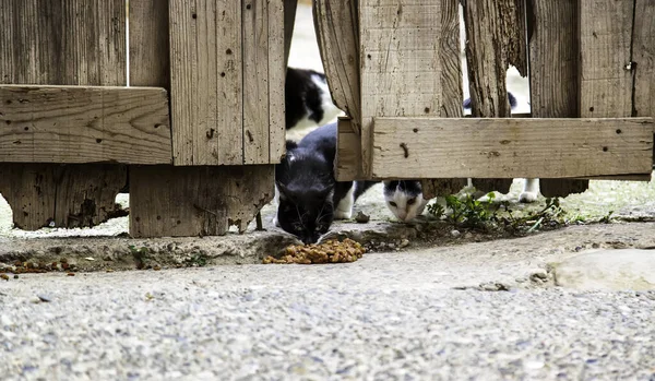 Abandoned street cats, animal abuse, sadness