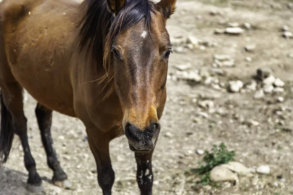Ahırdaki Komik Atlar Vahşi Memeliler Biniciler — Stok fotoğraf