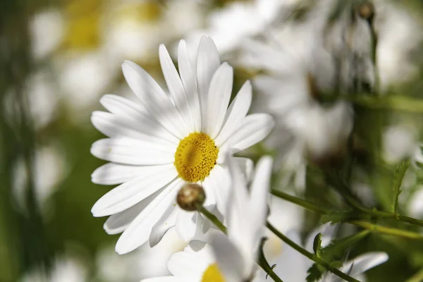 Detail Der Wildblumen Der Natur Frühling Botanischer Garten — Stockfoto