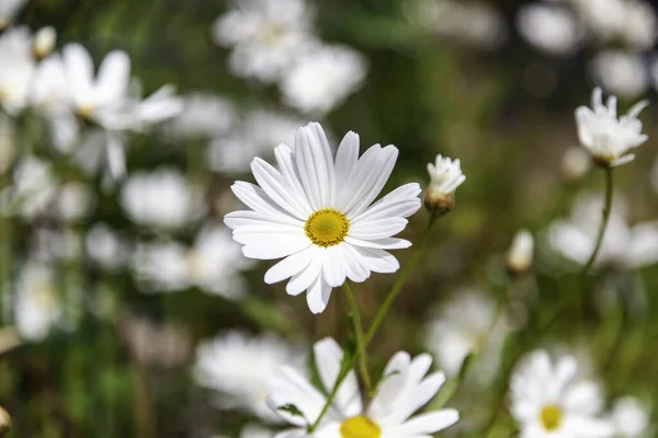 Detail Der Wildblumen Der Natur Frühling Botanischer Garten — Stockfoto