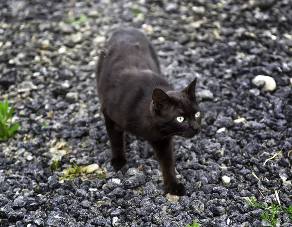 Schwarze Katze Der Städtischen Straße Verlassene Haustiere Haustiere — Stockfoto