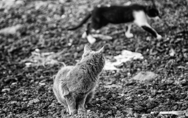 Sokakta Yemek Yiyen Sokak Kedileri Terk Edilmiş Hayvanların Detayları — Stok fotoğraf