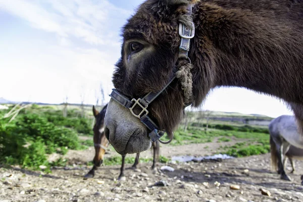 Brown donkey in field, free farm animals, agriculture