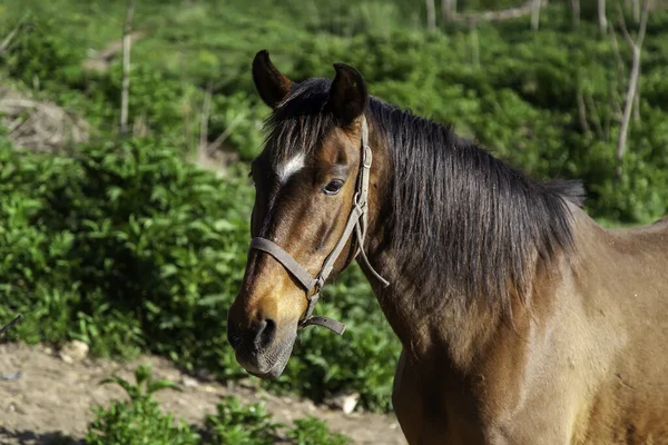 Divoký Kůň Přírodním Lese Hospodářská Zvířata Savci — Stock fotografie