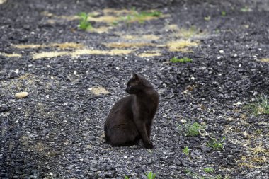 Şehir sokaklarında kara kedi, evcil hayvanlar, evcil hayvanlar.