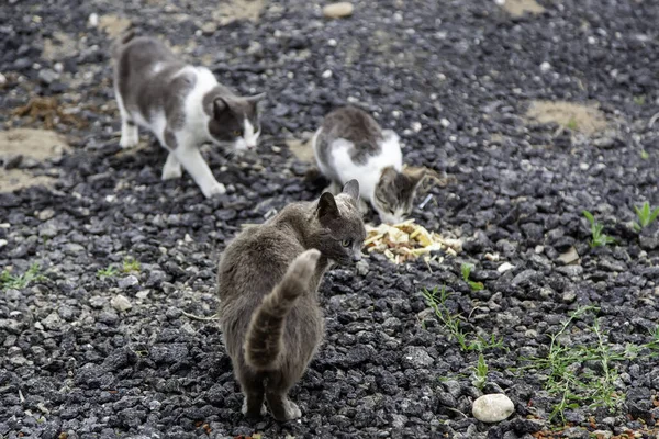 Gatti Randagi Che Mangiano Strada Dettaglio Animali Abbandonati — Foto Stock