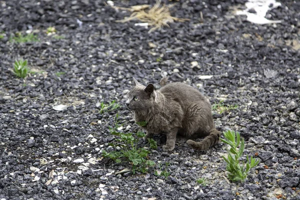 Gray Cats Abandoned Street Looking Food Domestic Mammal Animal — Stock Photo, Image