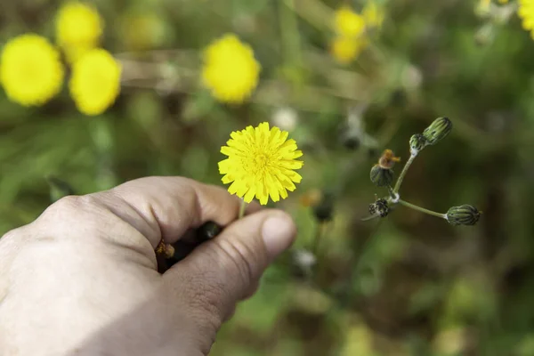 Gelbes Gänseblümchen Der Hand Symbol Der Liebe Blumen Und Pflanzen — Stockfoto