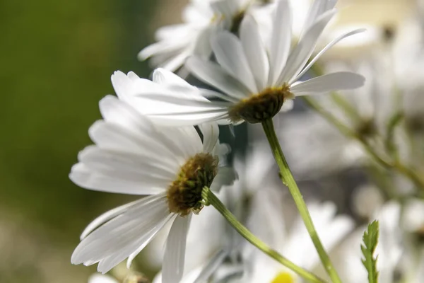 Detail Der Wildblumen Der Natur Frühling Botanischer Garten — Stockfoto