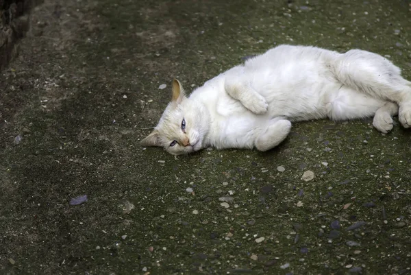 Dettaglio Animale Randagio Senzatetto Solitudine Abbandono — Foto Stock