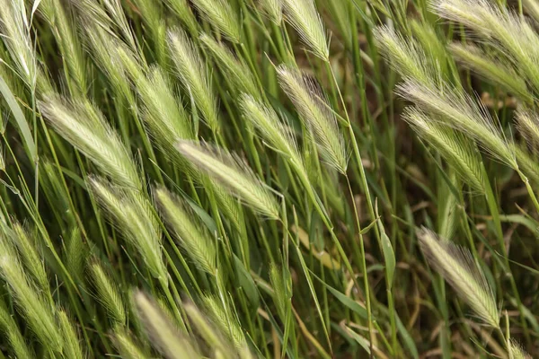 Detail Von Getreidefeld Landwirtschaft Und Gesunder Ernährung — Stockfoto