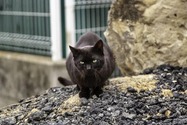 Detail Stray Homeless Animal Loneliness Abandonment — Stock Photo, Image