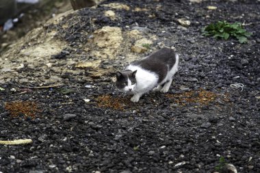 Sokakta yemek yiyen sokak kedileri, terk edilmiş hayvanların detayları.