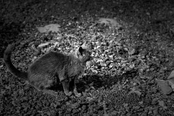 野放図な動物の詳細は 通りで食べる野放図な猫 — ストック写真