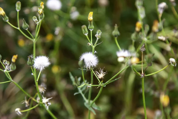 Szczegóły Dzikich Kwiatów Polu Przyrodzie Środowisku — Zdjęcie stockowe