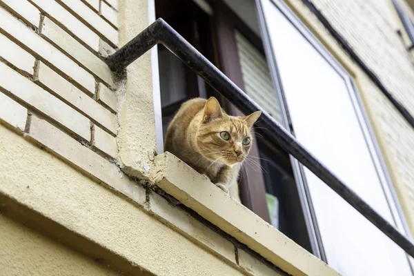 Detalhe Animal Doméstico Inclinado Para Fora Uma Janela Cidade Curiosidade — Fotografia de Stock