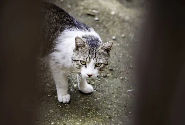 Dettaglio Gatto Abbandonato Nascosto Dietro Una Porta Legno Solitudine Abbandono — Foto Stock