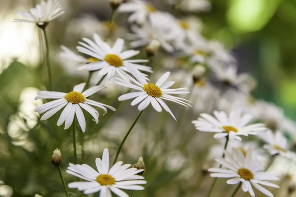 Detail Von Wildblumen Auf Einem Feld Natur Und Umwelt — Stockfoto